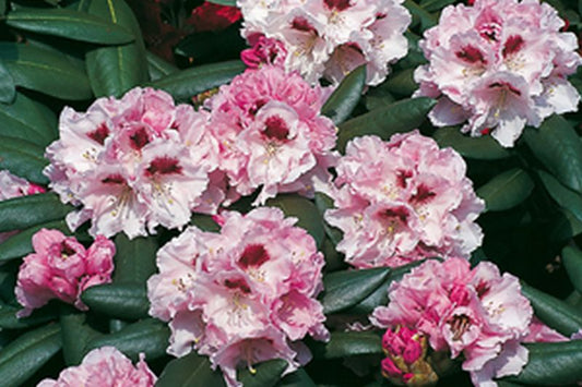 Rhododendron yakushimanum 'Annika' - Yaku-Rhododendron 'Annika'