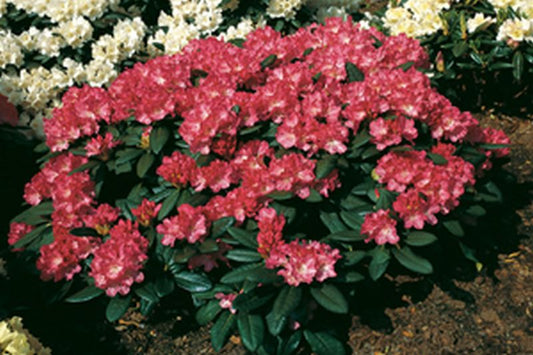 Rhododendron yakushimanum 'Anuschka' - Yaku-Rhododendron 'Anuschka'