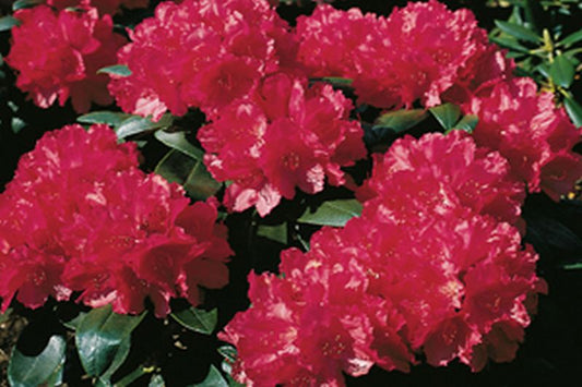 Rhododendron yakushimanum 'Astrid' ® - Yaku-Rhododendron 'Astrid' ®