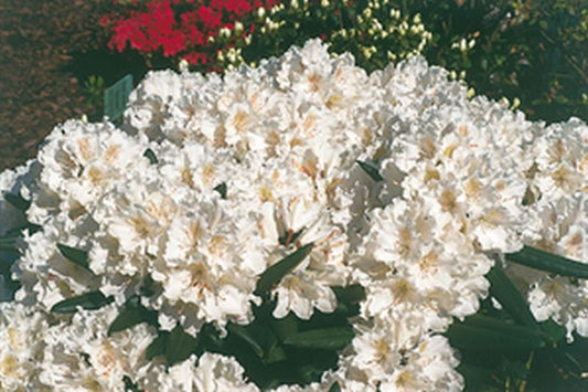 Rhododendron yakushimanum 'Blankenese' - Yaku-Rhododendron 'Blankenese'