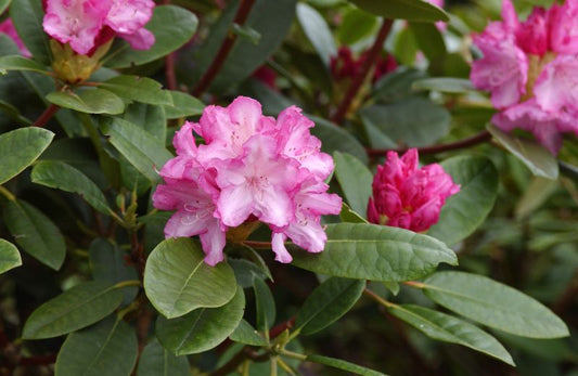 Rhododendron yak.'Blurettia' - Yaku-Rhododendron 'Blurettia'