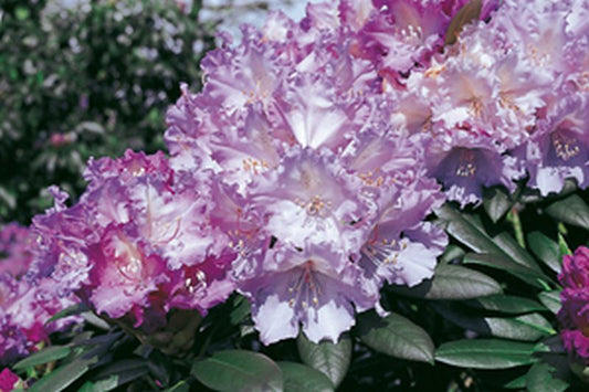 Rhododendron yakushimanum 'Caroline Allbrook' - Yaku-Rhododendron 'Caroline Allbrook'