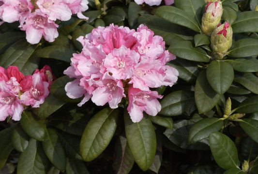 Rhododendron yak.'Colibri' - Yaku-Rhododendron 'Colibri'