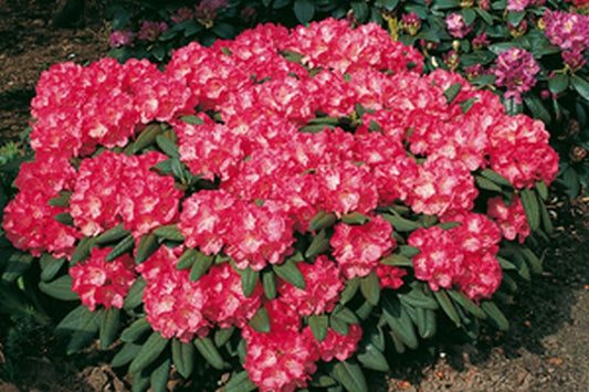 Rhododendron yakushimanum 'Daniela' - Yaku-Rhododendron 'Daniela'