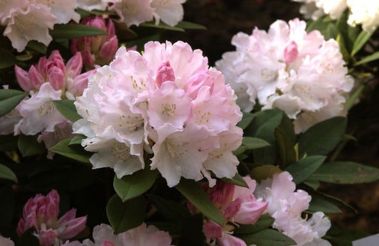 Rhododendron yak.'Dreamland' - Yaku-Rhododendron 'Dreamland'