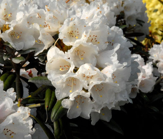 Rhododendron yakushimanum 'Edelweiß' - Yaku-Rhododendron 'Edelweiß'