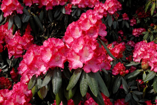 Rhododendron yakushimanum 'Fantastica' - Yaku-Rhododendron 'Fantastica'