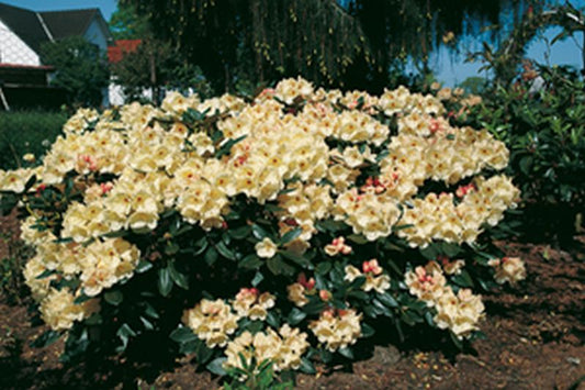 Rhododendron yakushimanum 'Flava' - Yaku-Rhododendron 'Flava'