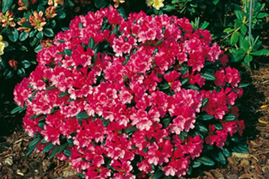 Rhododendron yakushimanum 'Florkissen' - Yaku-Rhododendron 'Florkissen'