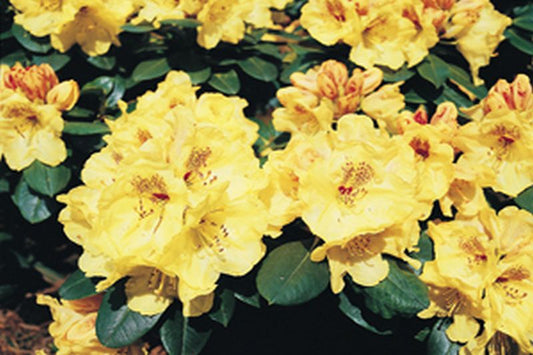 Rhododendron yakushimanum 'Goldprinz' ® - Yaku-Rhododendron 'Goldprinz' ®