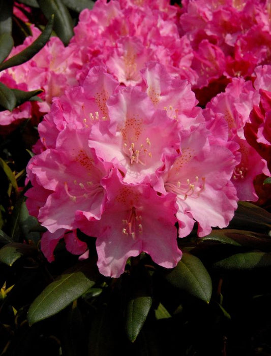 Rhododendron yakushimanum 'Kalinka' - Yaku-Rhododendron 'Kalinka'