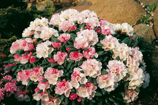 Rhododendron yakushimanum 'Koichiro Wada' - Yaku-Rhododendron 'Koichiro Wada'