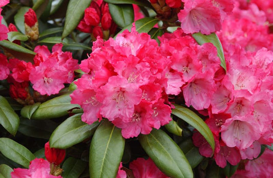 Rhododendron yakushimanum 'Morgenrot' - Yaku-Rhododendron 'Morgenrot'