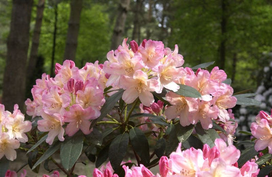 Rhododendron yak.'Percy Wiseman' - Yaku-Rhododendron 'Percy Wiseman'