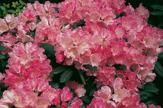 Rhododendron yakushimanum 'Polaris' - Yaku-Rhododendron 'Polaris'