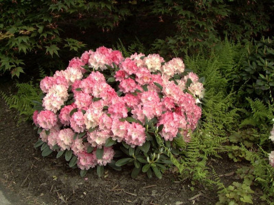 Rhododendron yak.'Rendezvous' - Yaku-Rhododendron 'Rendezvous'