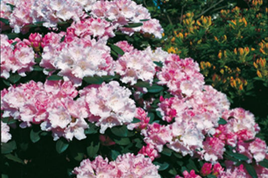 Rhododendron yakushimanum 'Silberwolke' - Yaku-Rhododendron 'Silberwolke'