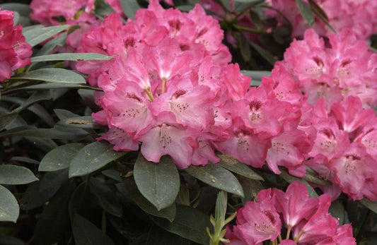 Rhododendron yak.'Sneezy' - Yaku-Rhododendron 'Sneezy'