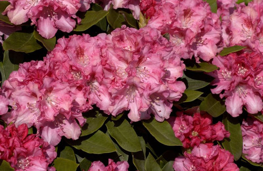 Rhododendron yak.'Tina Heinje' - Yaku-Rhododendron 'Tina Heinje'