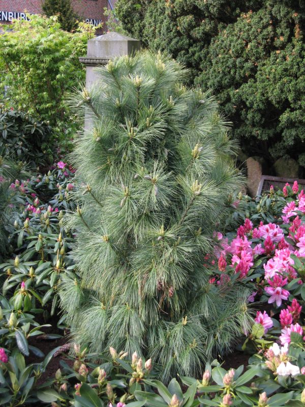 Pinus schwerinii 'Wiethorst' - Zapfenkiefer 'Wiethorst'