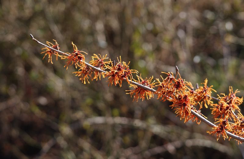 Hamamelis intermedia 'Aphrodite' - Zaubernuss 'Aphrodite'