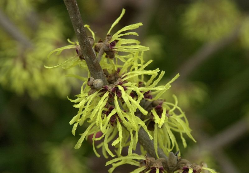 Hamamelis intermedia 'Pallida' - Zaubernuss 'Pallida'