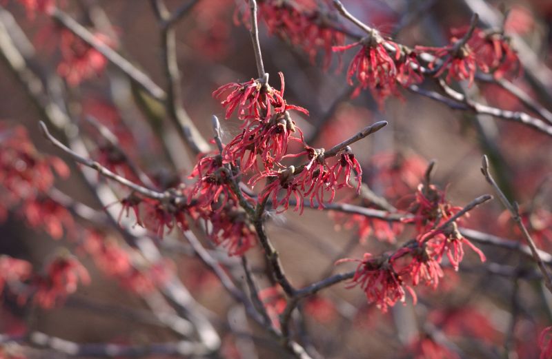Hamamelis intermedia 'Ruby Glow' - Zaubernuss 'Ruby Glow'