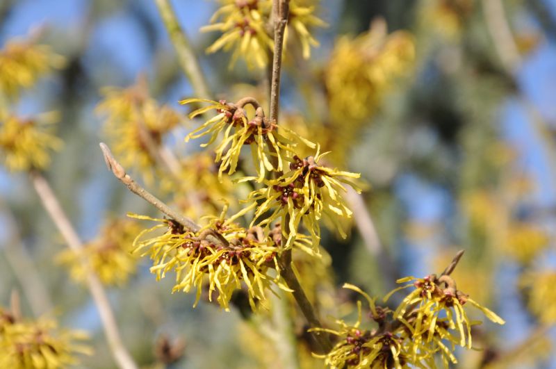 Hamamelis intermedia 'Westerstede' - Zaubernuss 'Westerstede'