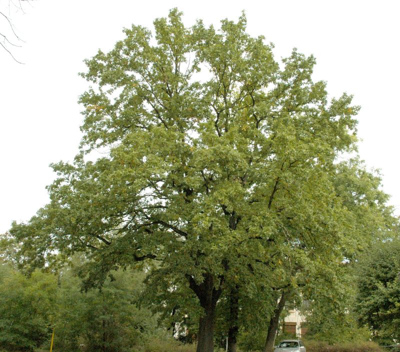 Quercus cerris - Zerr-Eiche