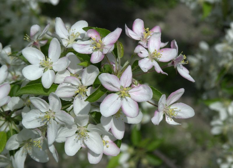 Malus 'Adirondack' CAC - Zierapfel 'Adirondack'