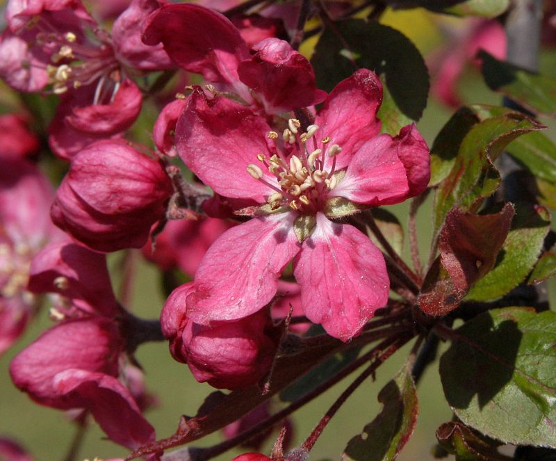 Malus 'Almey' CAC - Zierapfel 'Almey'
