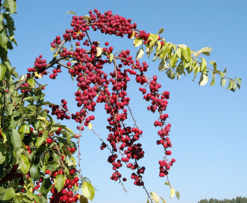 Malus 'Calocarpa' CAC - Zierapfel 'Calocarpa'