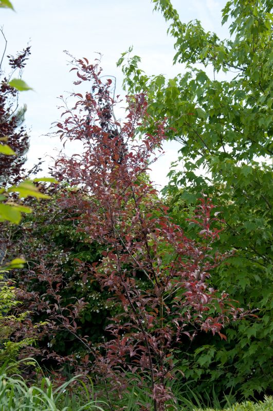 Malus 'Coccinella' ® CAC - Zierapfel 'Coccinella' ®