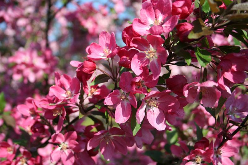 Malus 'Eleyi' CAC - Zierapfel 'Eleyi'
