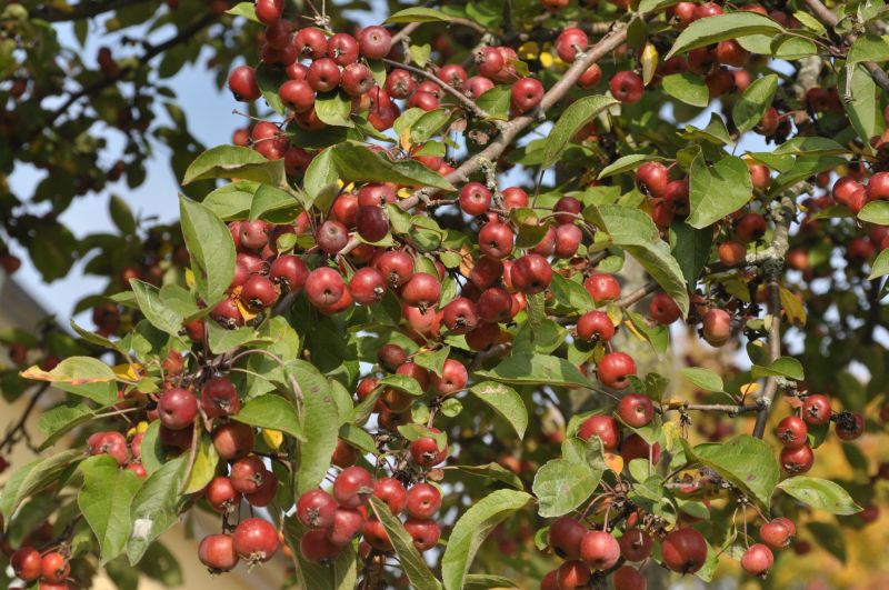 Malus 'Evereste' ® CAC - Zierapfel 'Evereste' ®