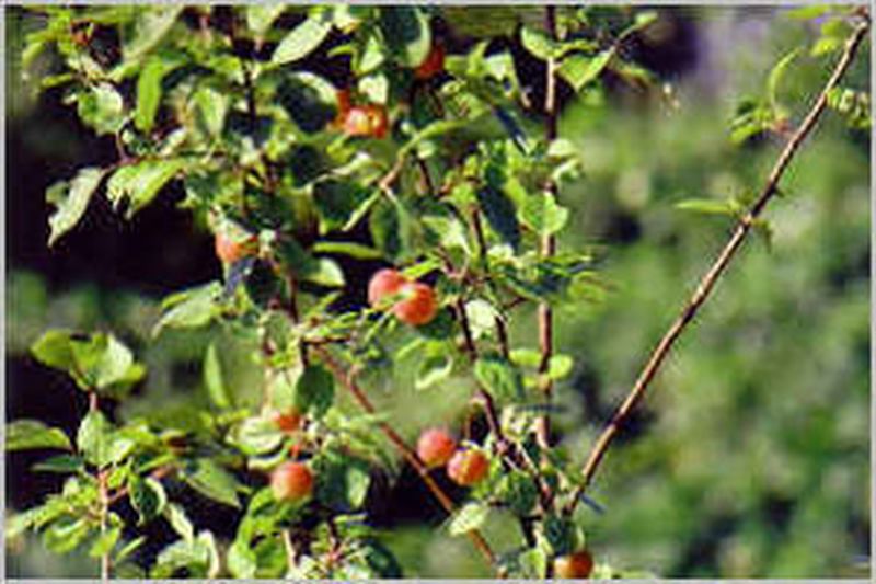 Malus 'Golden Hornet' CAC - Zierapfel 'Golden Hornet'