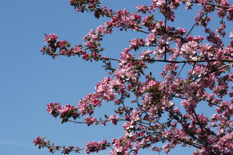 Malus x adstringens 'Hopa' CAC - Zierapfel 'Hopa'