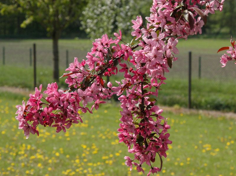 Malus 'Liset' CAC - Zierapfel 'Liset'