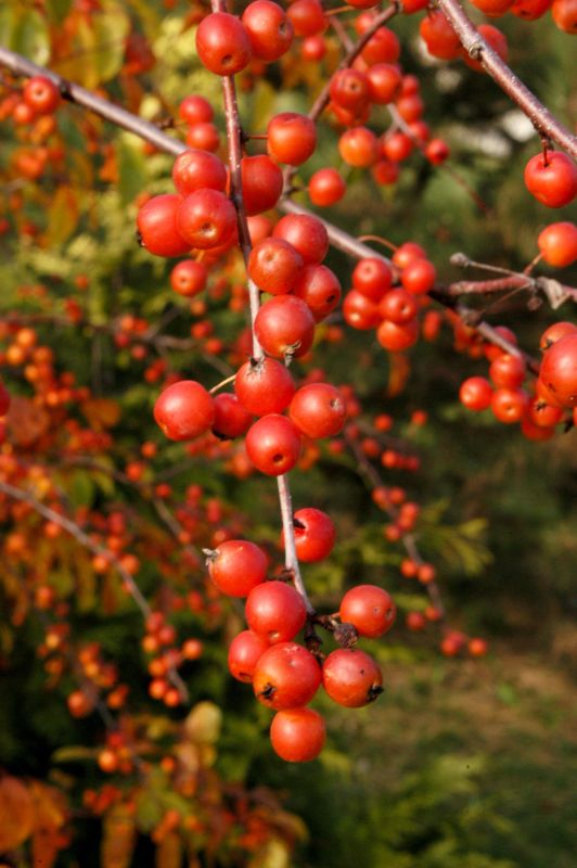 Malus 'Professor Sprenger' CAC - Zierapfel 'Professor Sprenger'