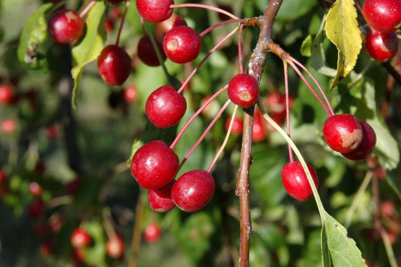 Malus 'Red Jade' CAC - Zierapfel 'Red Jade'