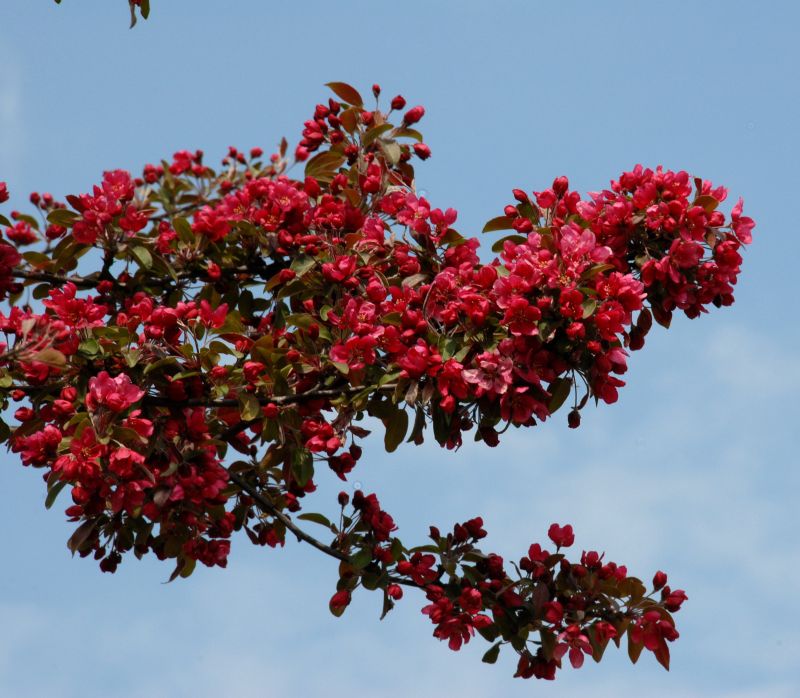 Malus 'Royalty' CAC - Zierapfel 'Royalty'