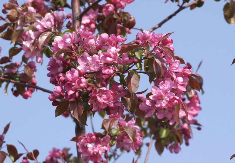 Malus 'Rudolph' CAC - Zierapfel 'Rudolph'