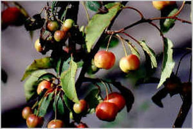 Malus 'Tina' CAC - Zierapfel 'Tina'