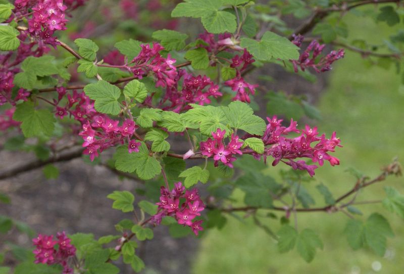 Ribes sanguineum 'Pulborough Scarlet' - Zierjohannisbeere 'Pulborough Scarlet'