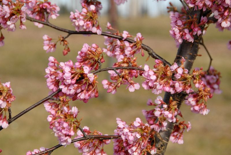 Prunus 'Kursar' CAC - Zierkirsche 'Kursar'