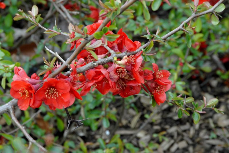 Chaenomeles 'Fire Dance' - Zierquitte 'Fire Dance'