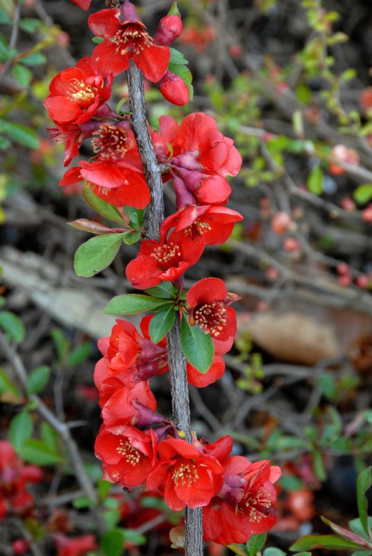 Chaenomeles 'Nicoline' - Zierquitte 'Nicoline'