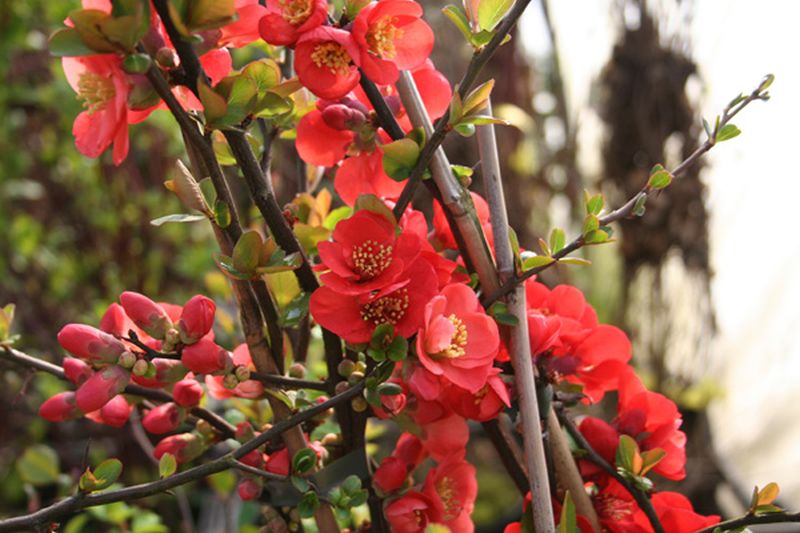 Chaenomeles 'Rubra' - Zierquitte / Scheinquitte 'Rubra'