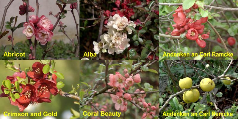 Chaenomeles Hybr. in Sorten - Zierquitten in Sorten