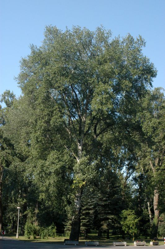 Populus tremula - Zitterpappel